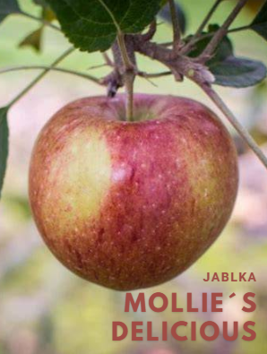mollies